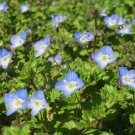 5,000 Bulk Seeds Wallflower English Cheiranthus Cheiri