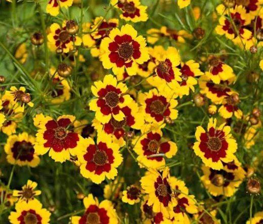 1,000 Bulk Seeds Cosmos Psyche White Cosmos Bipinnatus