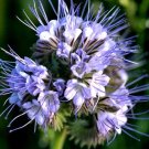 250 Bulk Seeds Chilean Bellflower Blue Nolana Paradoxa