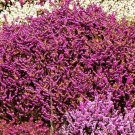 11,000 Bulk Seeds Irish Moss Pearlwort Sagina Subulata