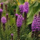 7,500 Bulk Seeds Lemon Mint Beebalm Monarda Citriodora