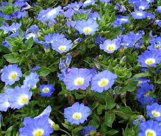 500 Bulk Seeds Canterbury Bells Pink Campanula Medium