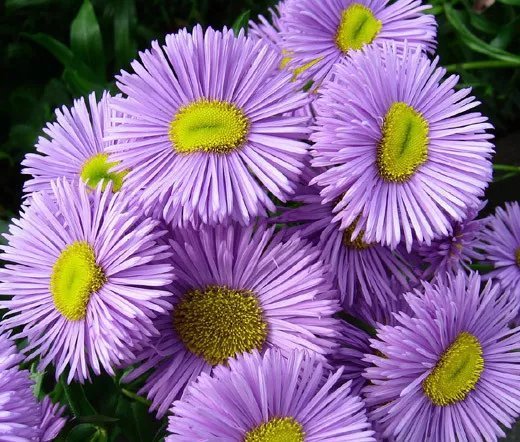 3,000 Bulk Seeds Coneflower Purple Echinacea Purpurea