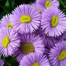 3,000 Bulk Seeds Coneflower Purple Echinacea Purpurea