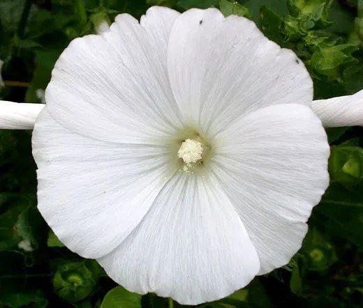50 Bulk Seeds Abutilon Bellevue Mix Abutilon Hybridum