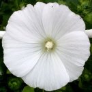 50 Bulk Seeds Abutilon Bellevue Mix Abutilon Hybridum