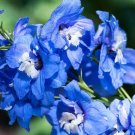 100 Bulk Seeds Balloon Vine Cardiospermum Halicacabum