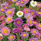 100 Bulk Seeds Bugbane Cimicifuga Ramosa Atropurpurea