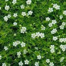1,000 Bulk Seeds Spinach Bloomsdale Spinacia Oleracea