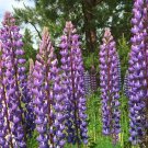 3,000 Bulk Seeds Rock Cress Purple Aubrieta Deltoidea
