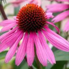 100 Bulk Seeds Anemone Pink Saucer Anemone Hupehensis