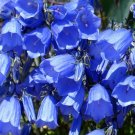 500 Bulk Seeds Columbine Blue Star Aquilegia Caerulea