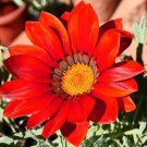 50,000 Bulk Seeds Snow In Summer Cerastium Tomentosum