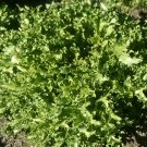 100 Bulk Seeds Onion Sweet Spanish Yellow Allium Cepa