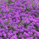 300 Bulk Seeds Sedum Oktoberfest Stonecrop Sedum Acre