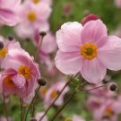 500 Bulk Seeds Pyrethrum Rose Chrysanthemum Coccineum