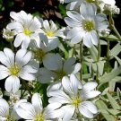 1,250 Bulk Seeds Moss Rose Pink Portulaca Grandiflora