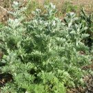 500 Bulk Seeds Meadowfoam Common Limnanthes Douglasii