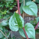 100 Seeds Ammobium Alatum Grandiflorum Usps Shipping