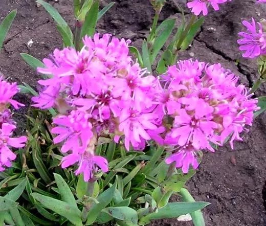 200 Bulk Seeds Carnation Chabaud Picotee Mixed Colors