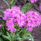 200 Bulk Seeds Carnation Chabaud Picotee Mixed Colors