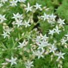 1,500 Bulk Seeds Blue Eyed Grass Sisyrinchium Bellum