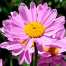 1,250 Bulk Seeds Moss Rose Mix Portulaca Grandiflora