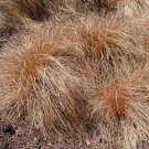 200 Bulk Seeds Armeria Joystick Mix Armeria Maritima