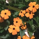 1,100 Bulk Seeds Zinnia Purple Prince Zinnia Elegans