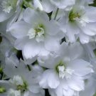 1,250 Bulk Seeds Moss Rose Red Portulaca Grandiflora