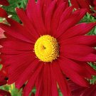 5,000 Bulk Seeds African Daisy Dimorphotheca Sinuata