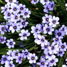 250 Bulk Seeds Aster Wartburg Star Aster Tongolensis