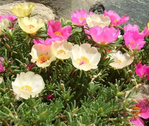 1 Oz Bulk Seeds Wildflower Mix Cascade Mountain Tall