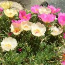 1 Oz Bulk Seeds Wildflower Mix Cascade Mountain Tall