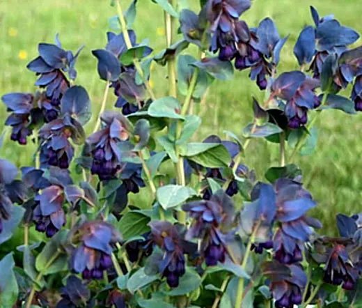 50 Bulk Seeds Pepper Pimento Organic Capsicum Annuum