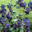 50 Bulk Seeds Pepper Pimento Organic Capsicum Annuum