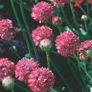 10,000 Bulk Seeds Maltese Cross Lychnis Chalcedonica
