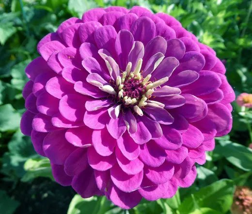 500 Bulk Seeds Rockfoil Rose Robe Saxifraga Arendsii