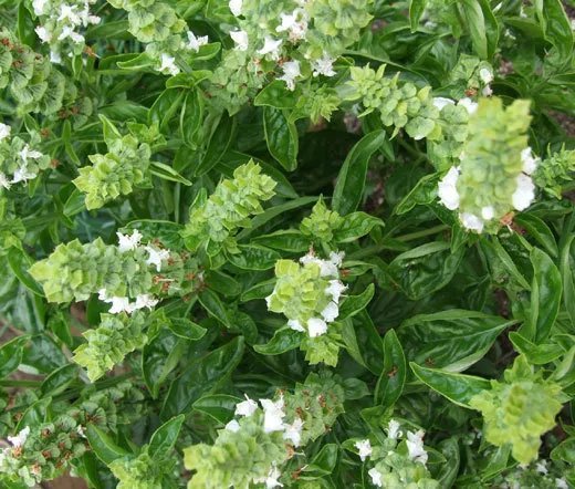 1,000 Bulk Seeds Phlox Mixed Colors Phlox Drummondii