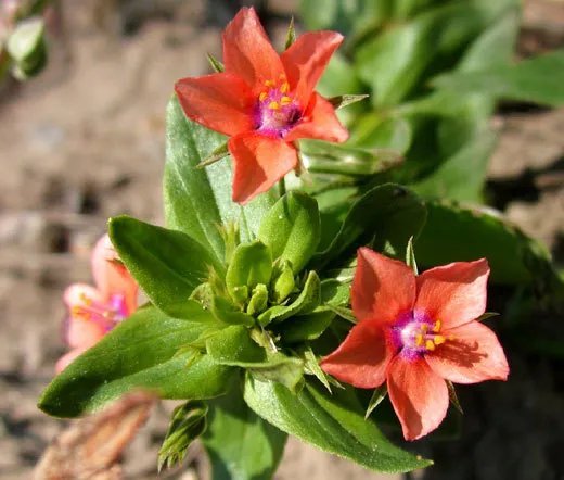 1 Oz Bulk Seeds Wildflower Mix 3B Bee Bird Butterfly