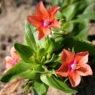 1 Oz Bulk Seeds Wildflower Mix 3B Bee Bird Butterfly