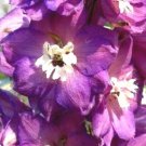 500 Bulk Seeds Nasturtium Jewel Mix Tropaeolum Majus