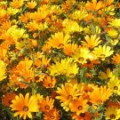 1,000 Seeds Chicory Cichorium Intybus Usps Shipping