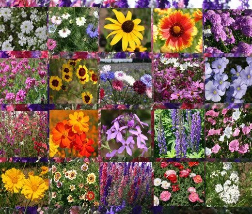 5,000 Bulk Seeds Chamomile Roman Chamaemelum Nobile