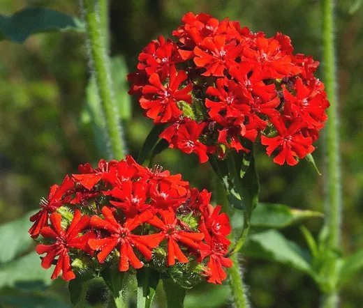 5,000 Bulk Seeds Yarrow Gold Achillea Filipendulina
