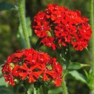 5,000 Bulk Seeds Yarrow Gold Achillea Filipendulina