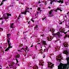 1,100 Bulk Seeds Zinnia Cherry Queen Zinnia Elegans