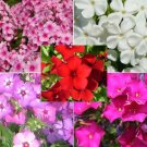 10,000 Bulk Seeds Yarrow White Achillea Millefolium