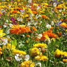 5,500 Bulk Seeds Daisy Shasta Chrysanthemum Maximum