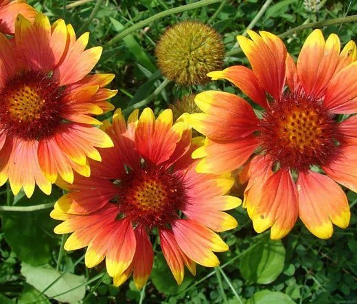 1 Oz Bulk Seeds Wildflower Mix Cascade Kaleidoscope